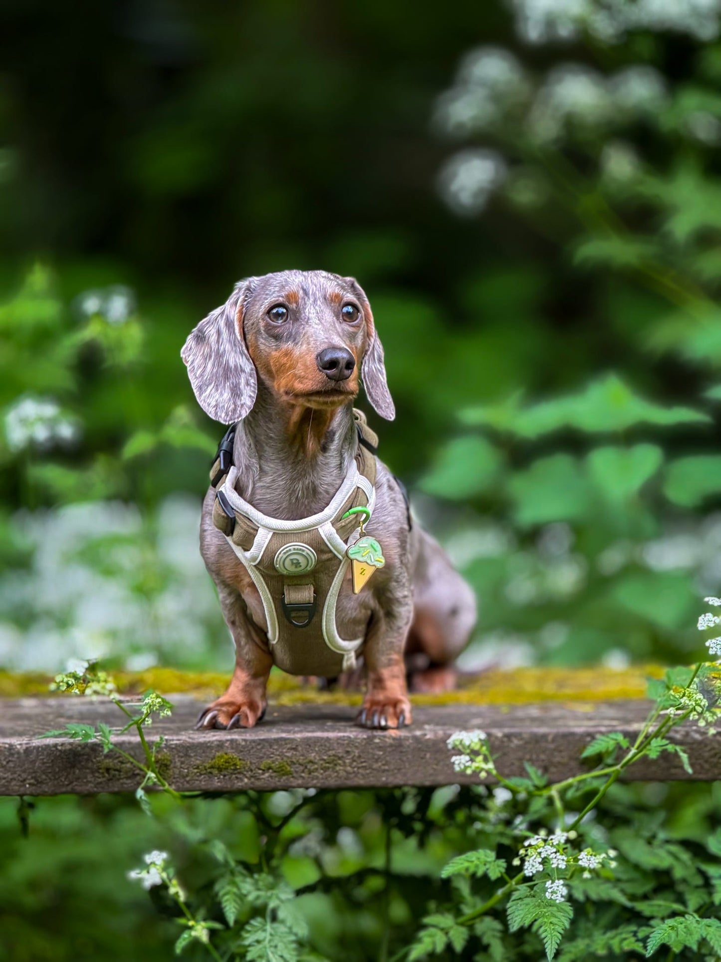 Dachshund Forest Glade Adventurer Harness (Corded Material)