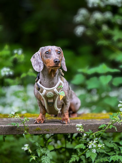 Dachshund Forest Glade Adventurer Harness (Corded Material)