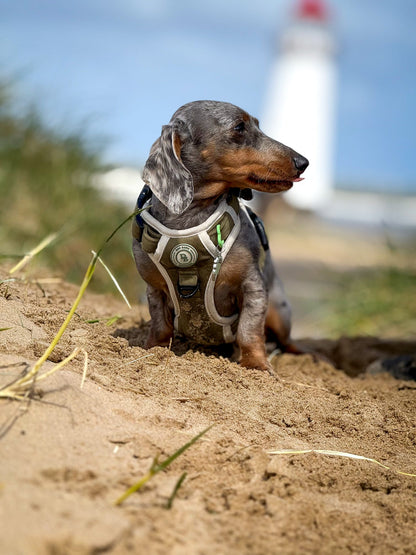Dachshund Forest Glade Adventurer Harness (Corded Material)