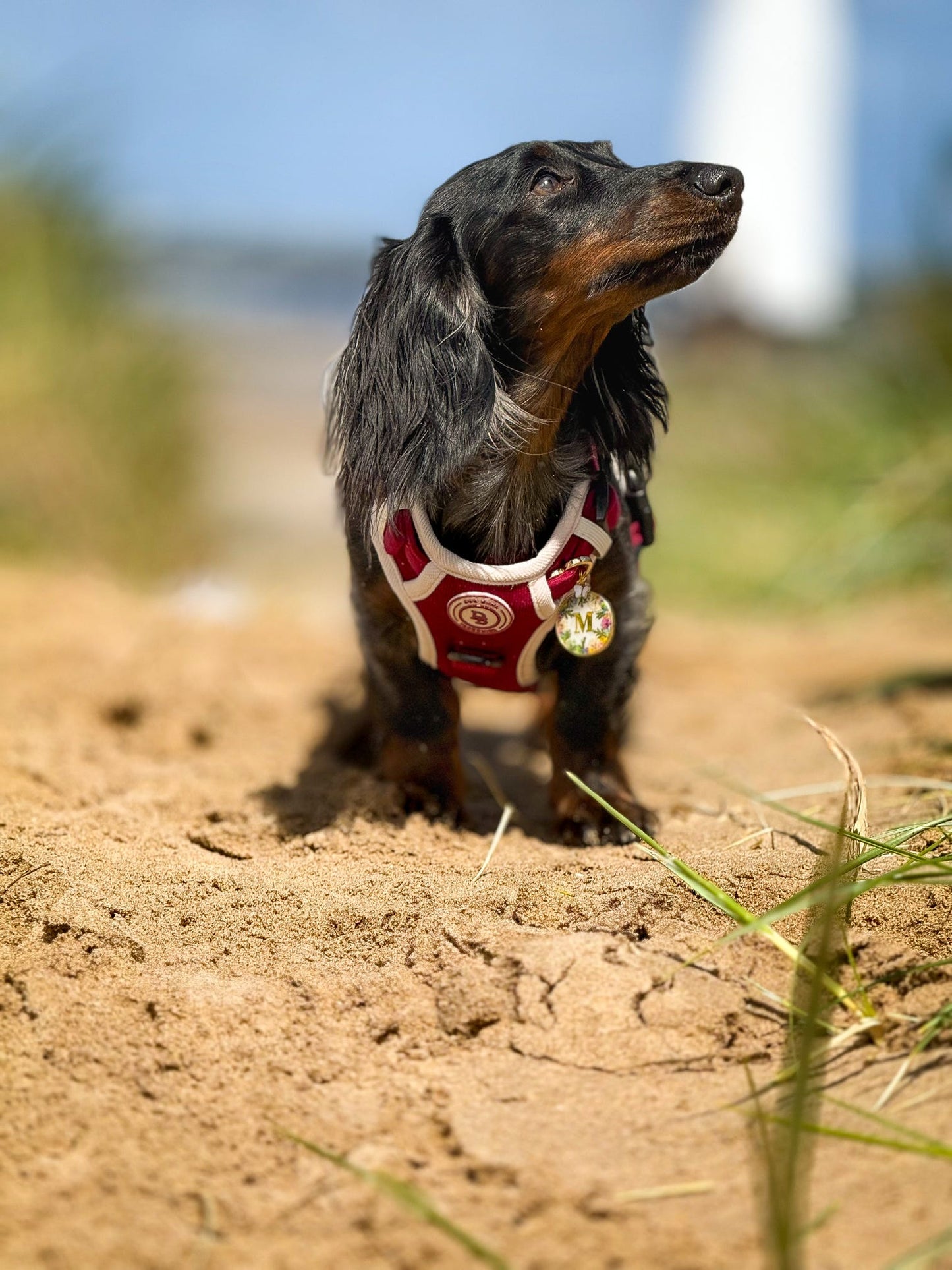 Dachshund Berry Moors Adventurer Harness (Corded Material)