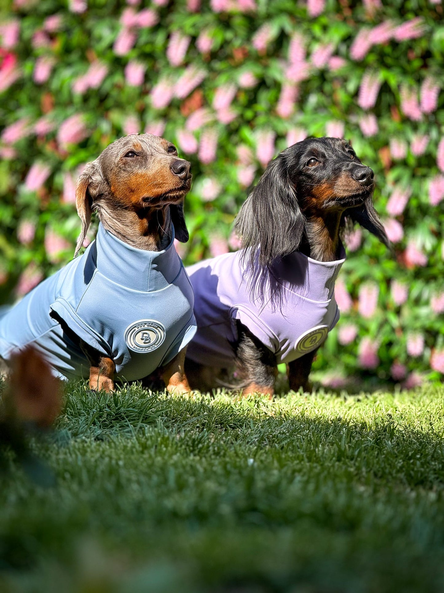 Dachshund Lavender Meadow Summer T-Shirt