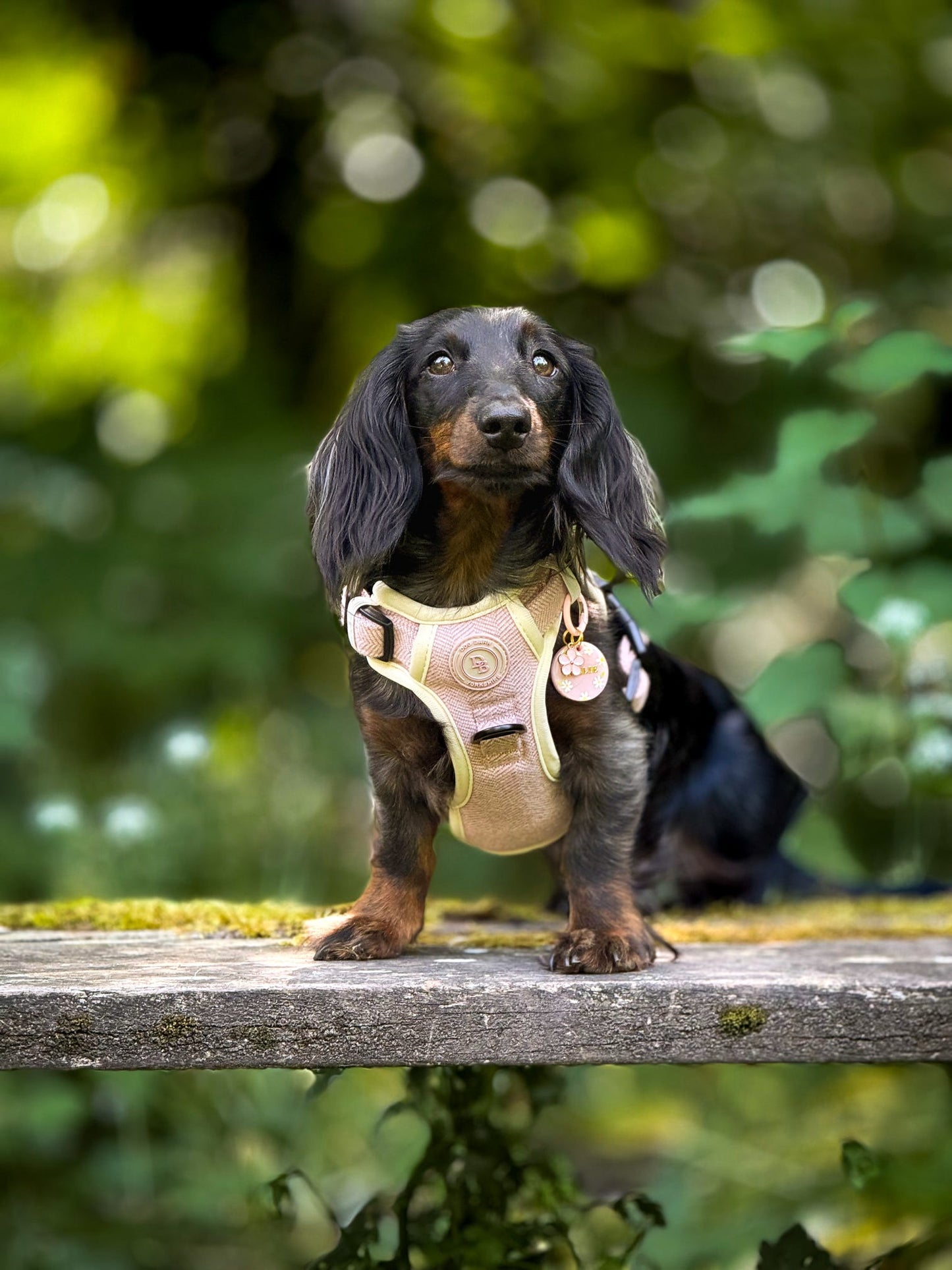 Blush Petal Adventurer Harness