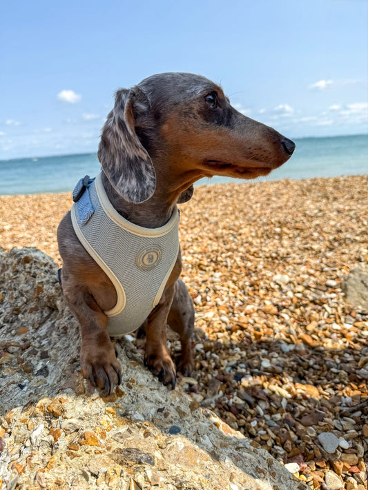 Dachshund Duck Egg Vale Tweed Harness