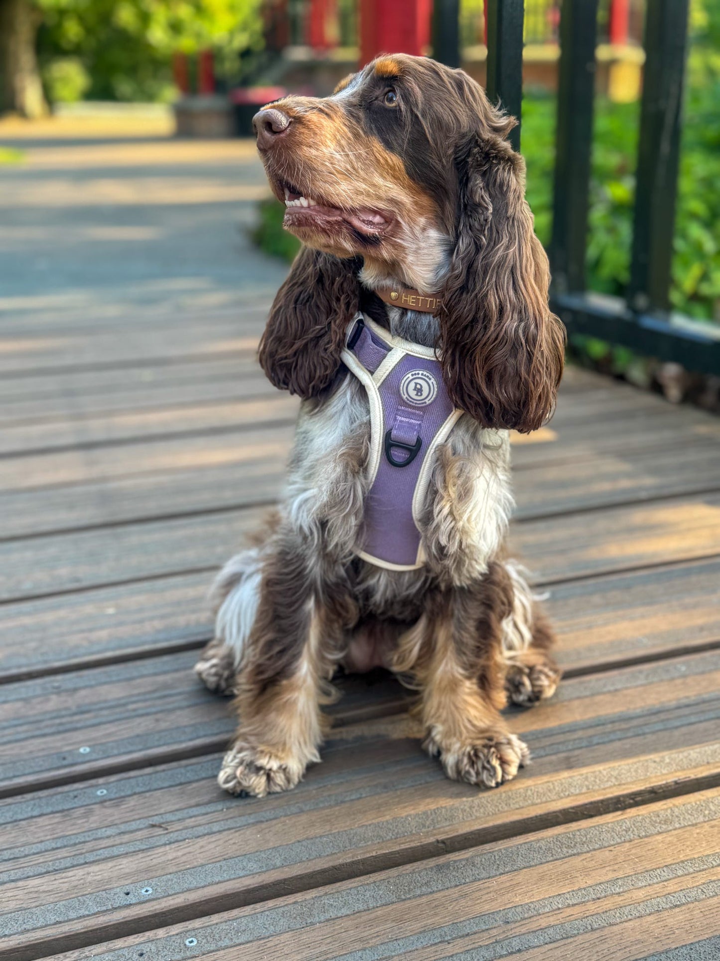 Lavender Meadow Adventurer (Corded) Bundle