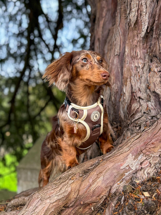 Chestnut Trail Adventurer Harness