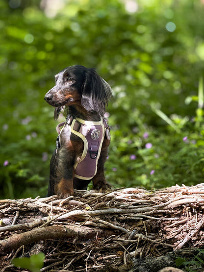 Dachshund Lavender Meadow Adventurer Harness (Corded Material)