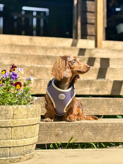 Lavender Meadow Harness