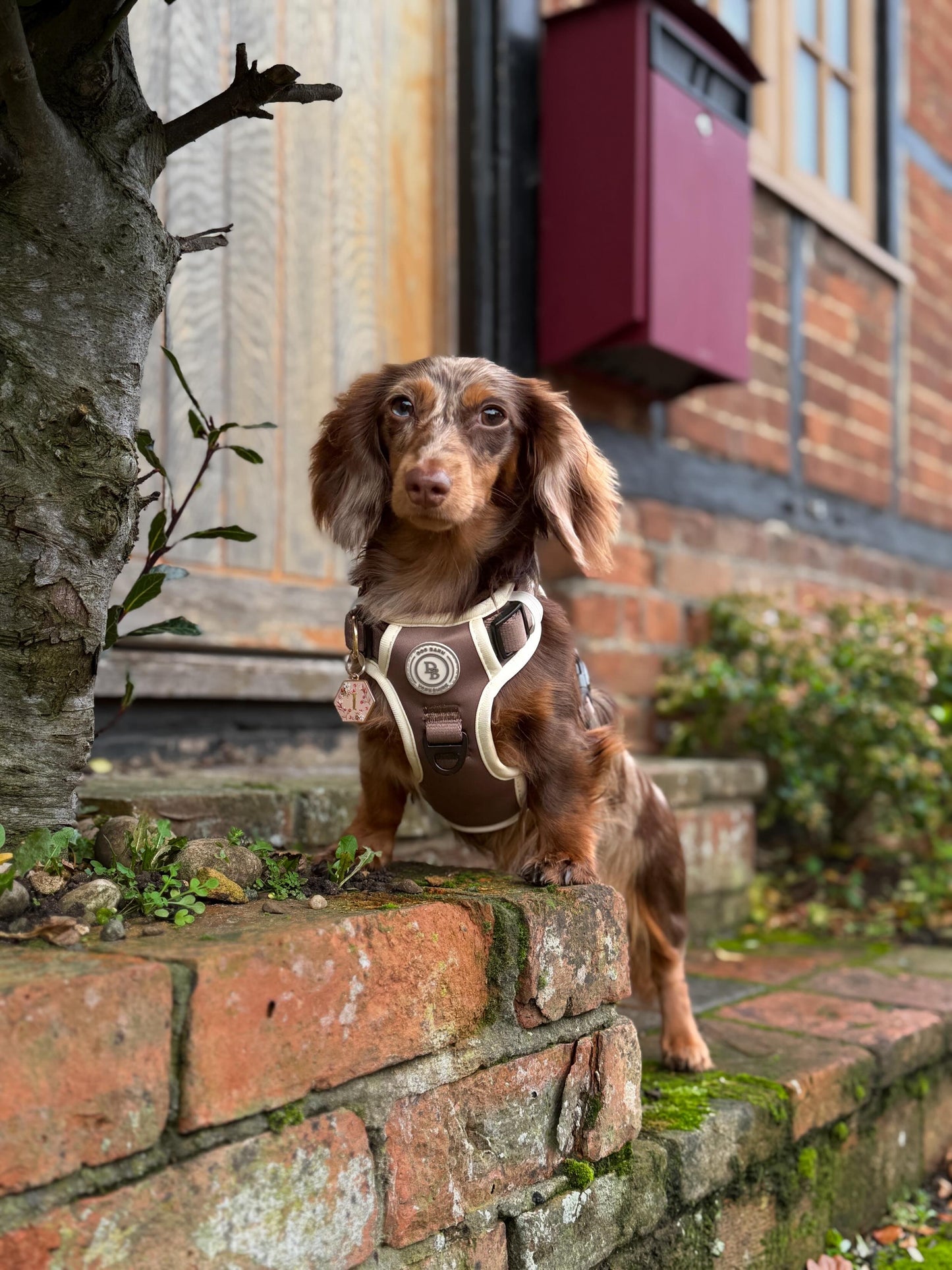 Chestnut Trail Adventurer Harness