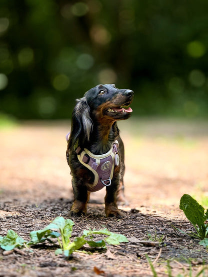 Dachshund Lavender Meadow Adventurer Harness (Corded Material)
