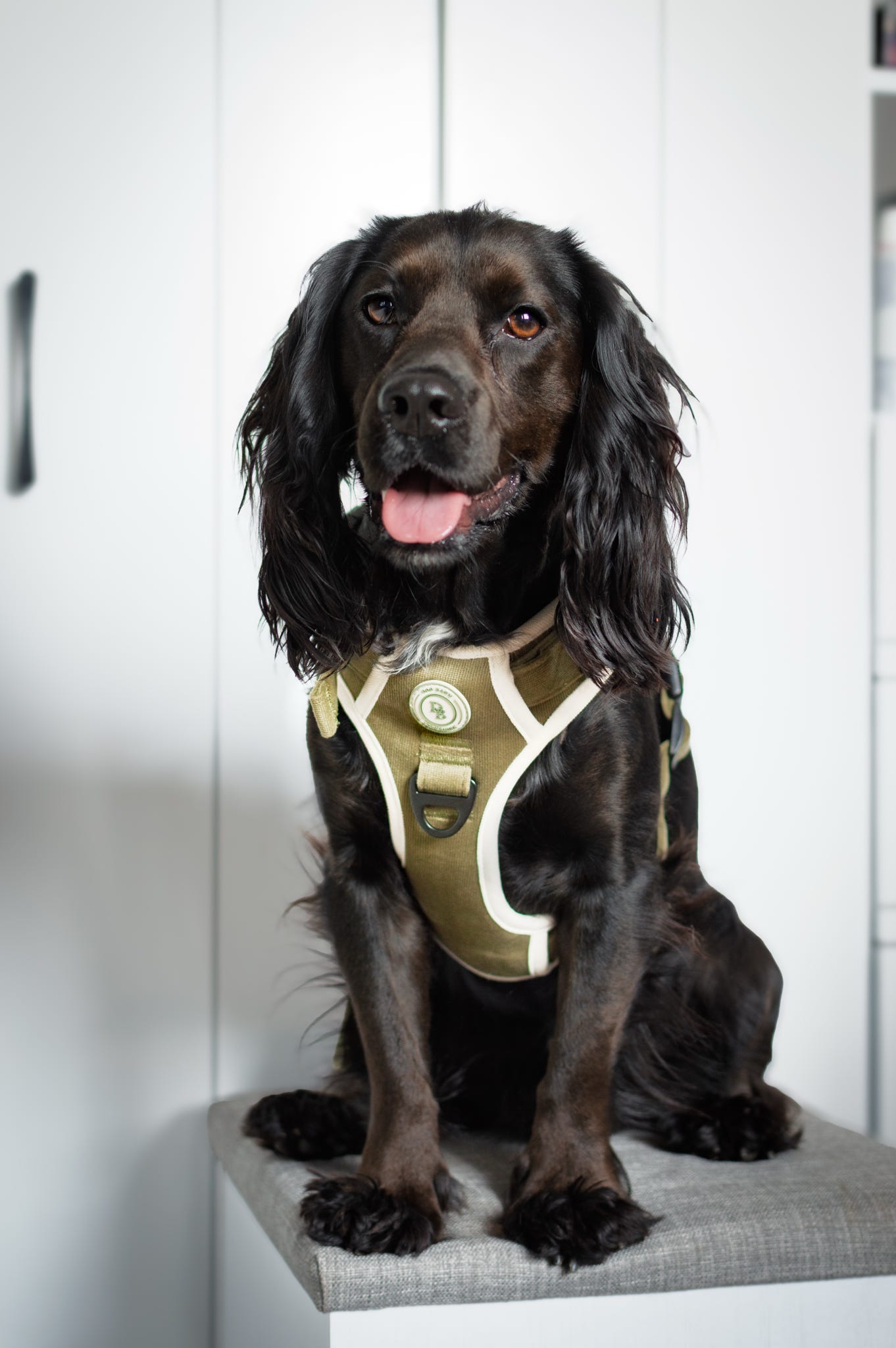 Forest Glade Adventurer Harness