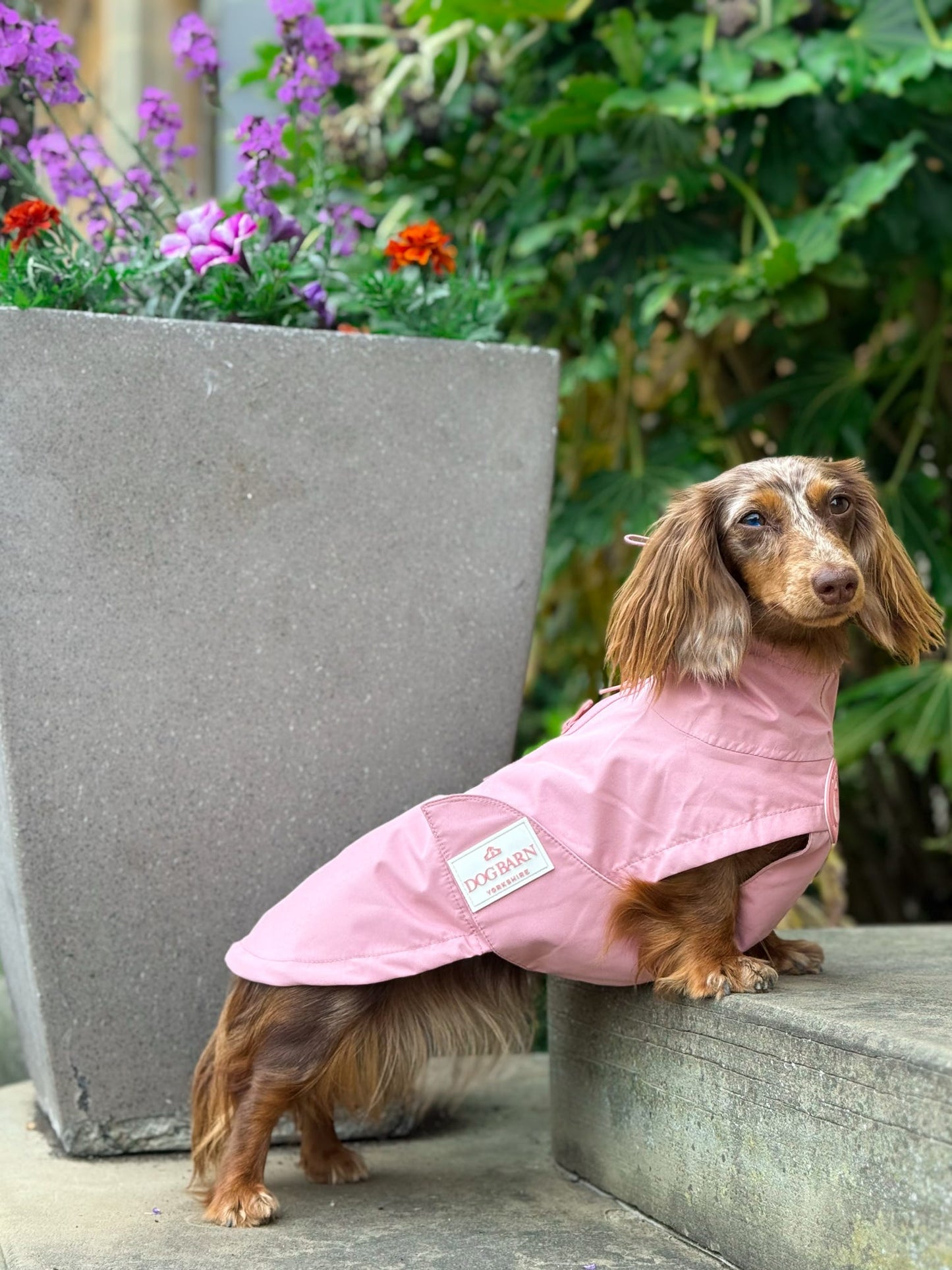 Dachshund Blush Petal Rain Jacket