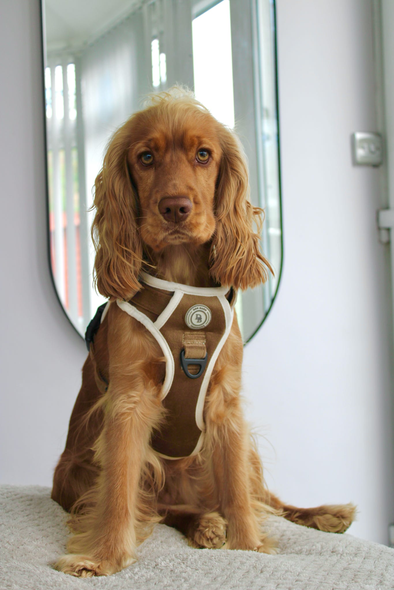 Chestnut Trail Adventurer Harness