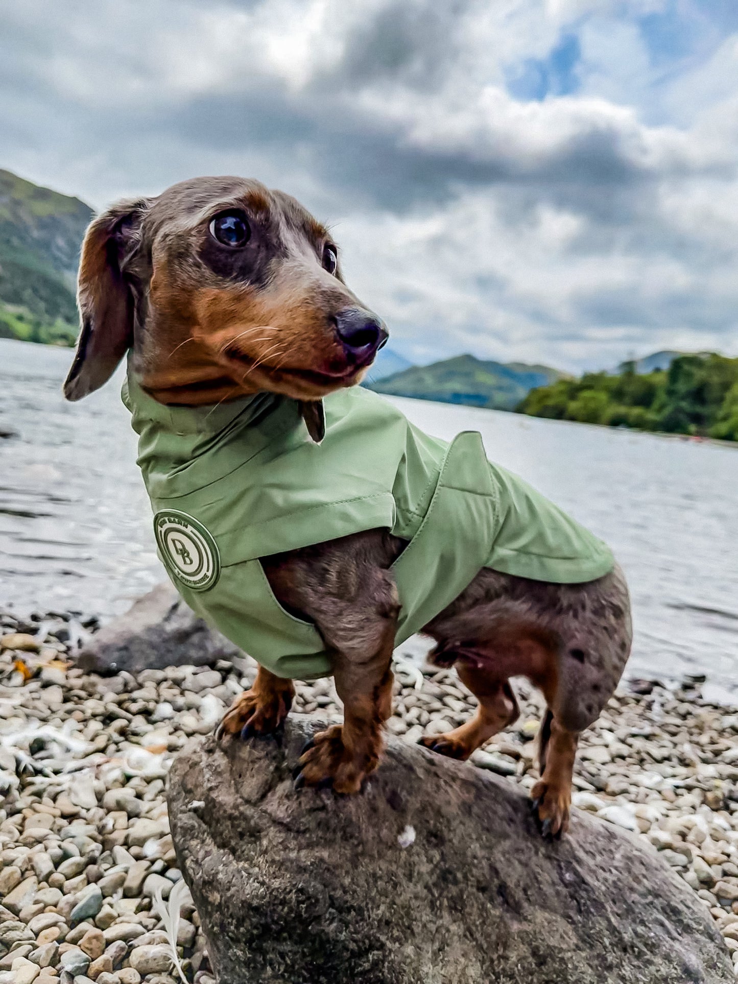 Dachshund Sage Glade Rain Jacket