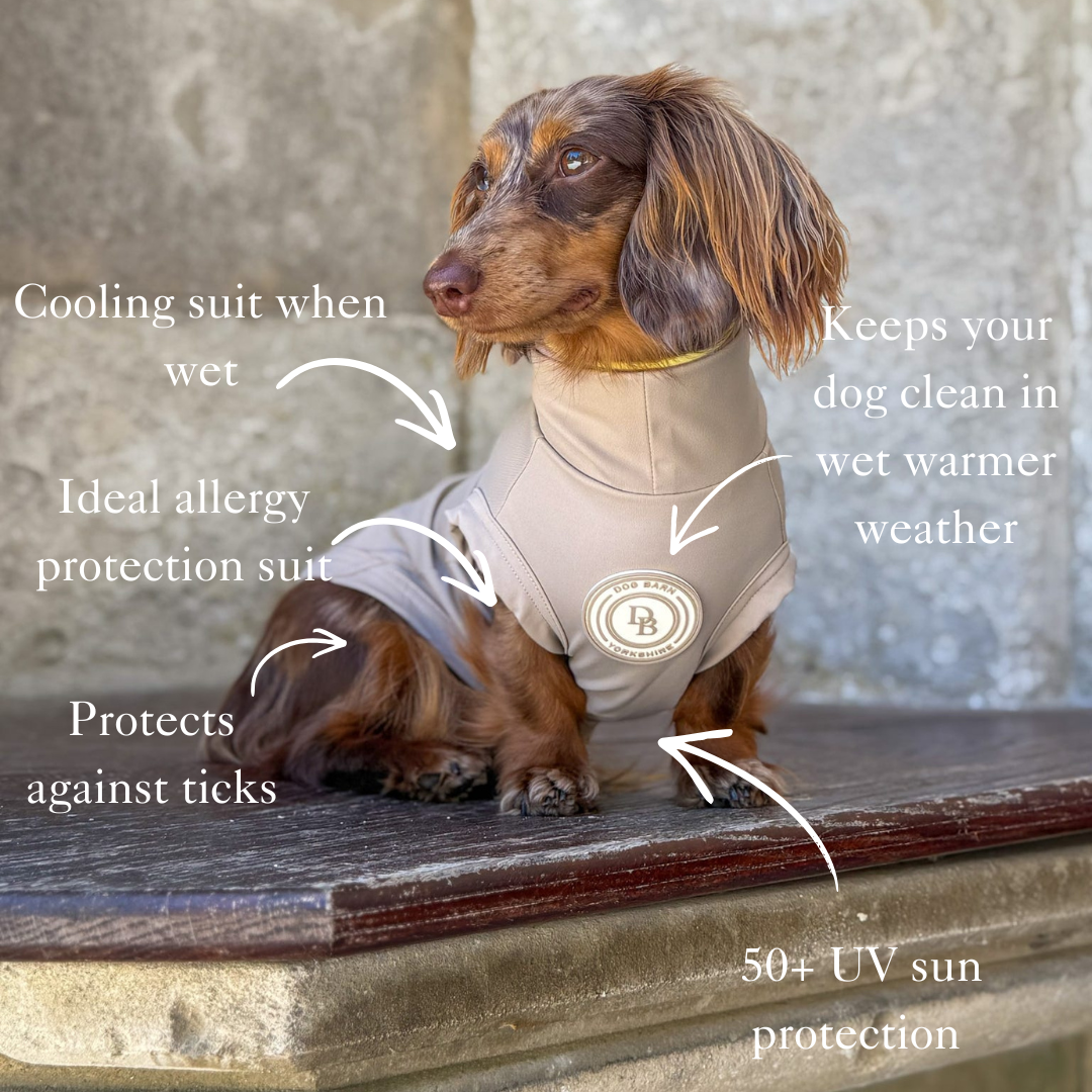 Dog wearing a cooling suit with features highlighted on a stone surface.