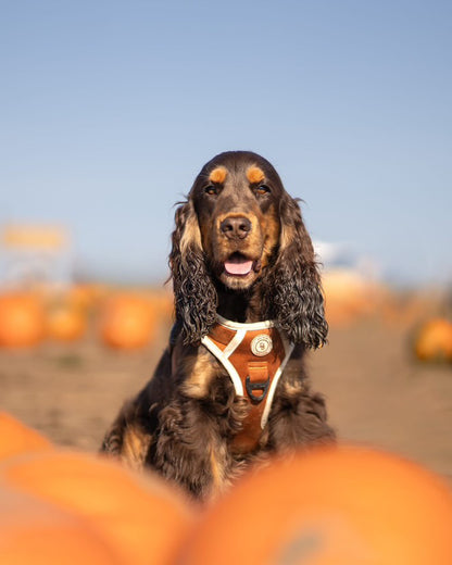 Autumn Spice Adventurer Harness