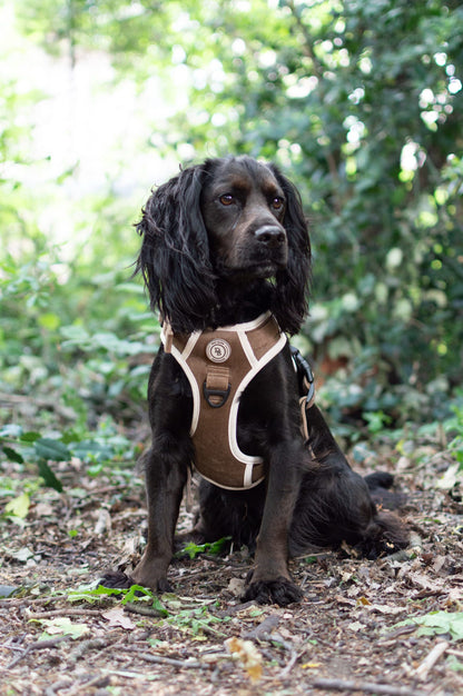 Chestnut Trail Adventurer Bundle
