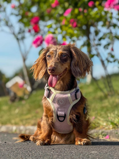 Blush Petal Adventurer Harness