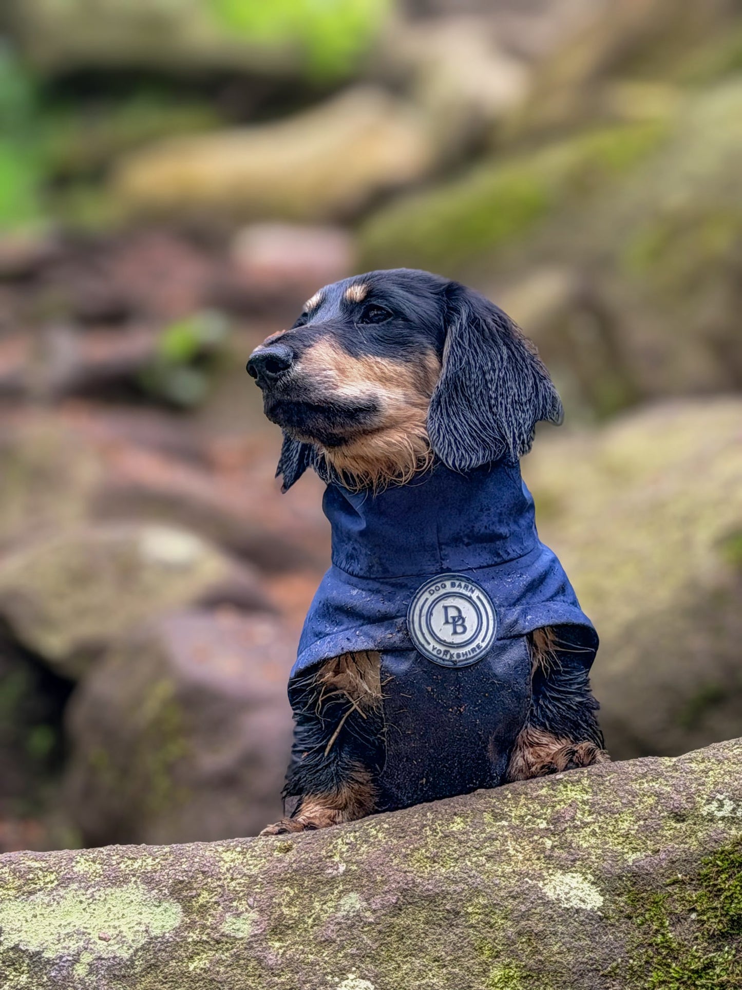Dachshund Starlit Meadows Rain Jacket