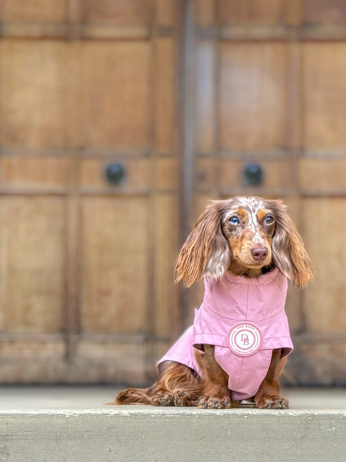 Dachshund Blush Petal Rain Jacket