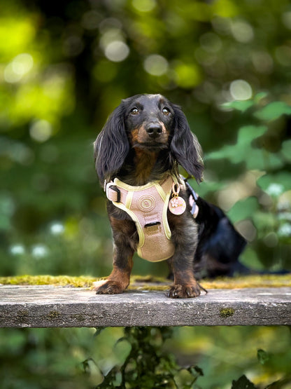 Dachshund Blush Petal Adventurer Harness