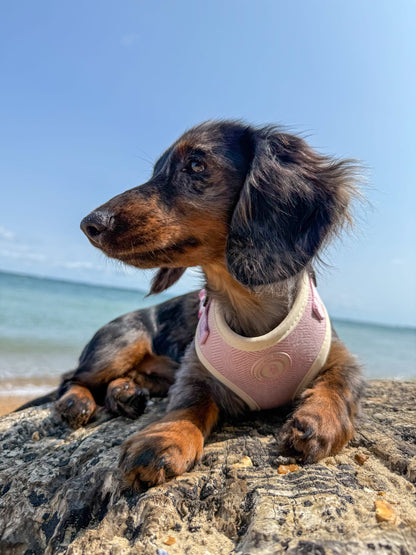 Blush Petal Tweed Harness