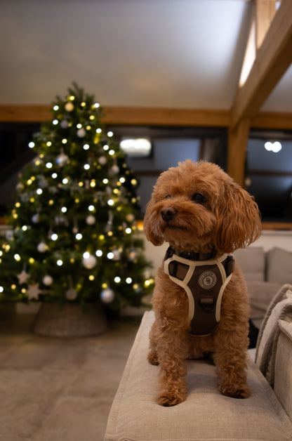 Chestnut Trail Adventurer Harness