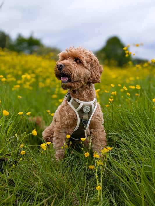 Forest Glade Adventurer Harness (Corded Material)