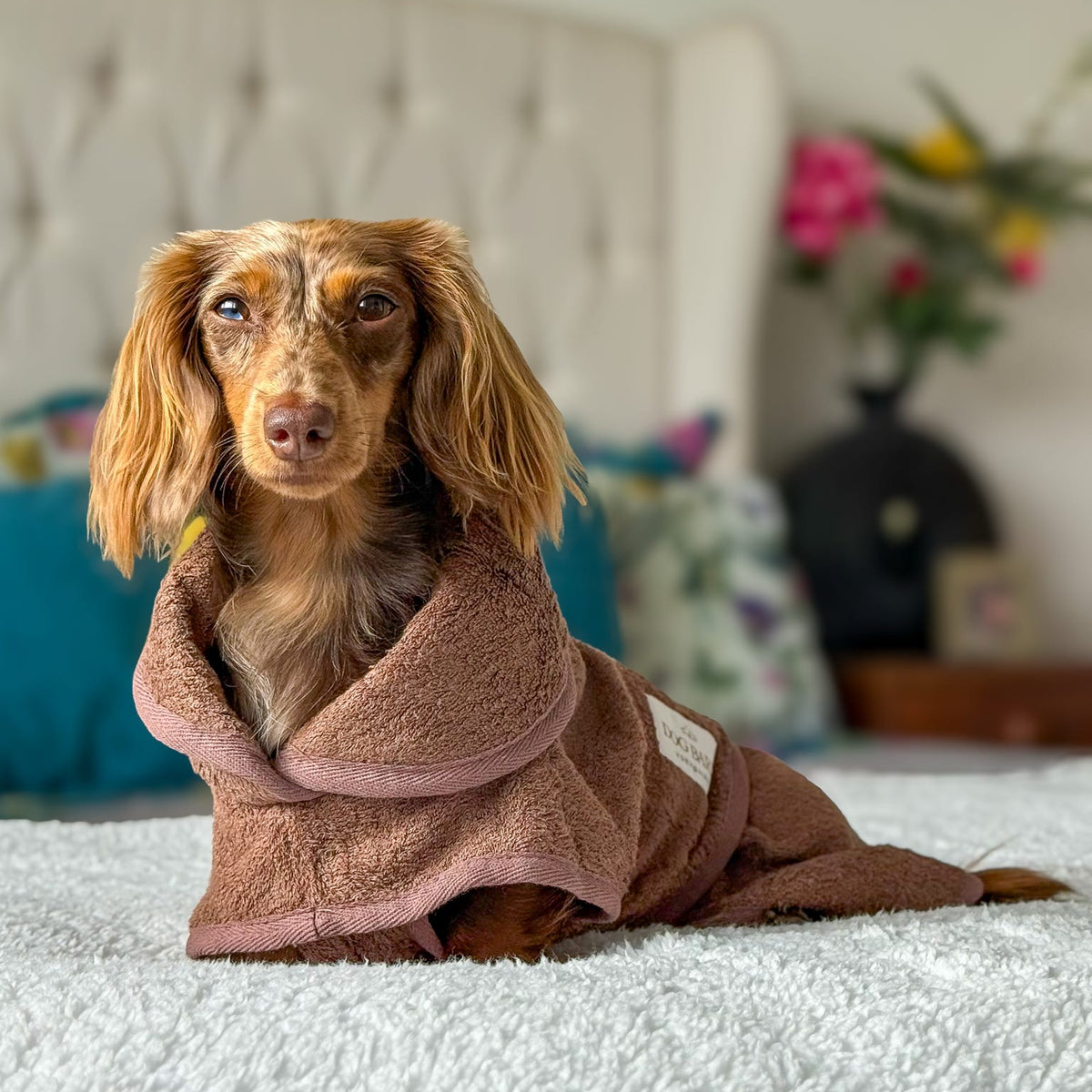 A long-haired dachshund wearing a brown plush hooded pet blanket lies on a white textured bed in a softly lit bedroom.