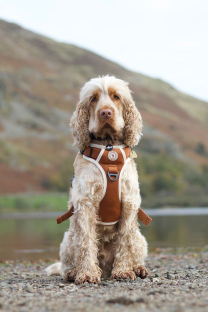 Autumn Spice Adventurer Harness