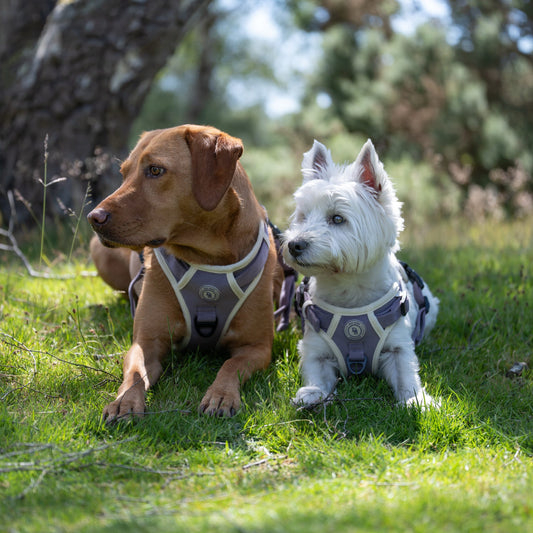 Lavender Meadow Adventurer Harness (Corded Material)