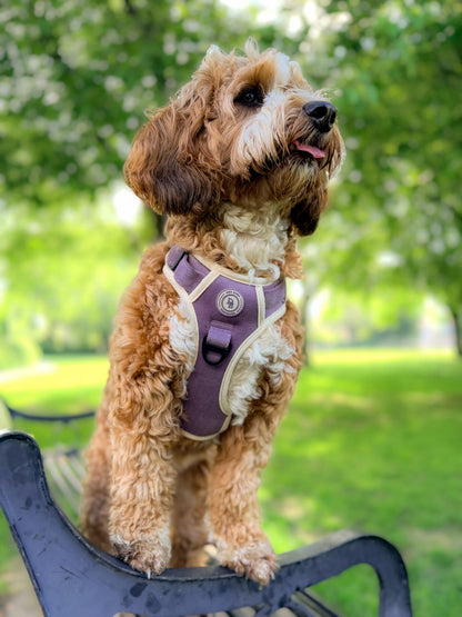 Lavender Meadow Adventurer (Corded) Bundle