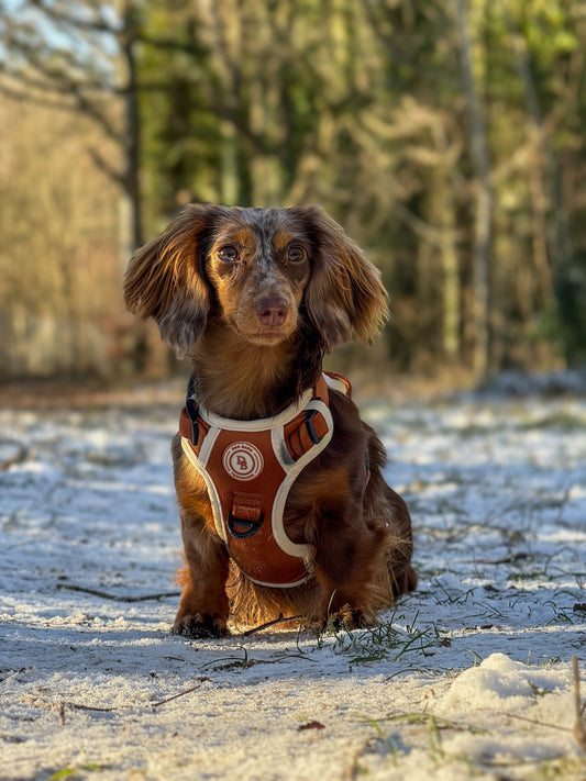 Dachshund Autumn Spice Adventurer Harness (Corded Material)