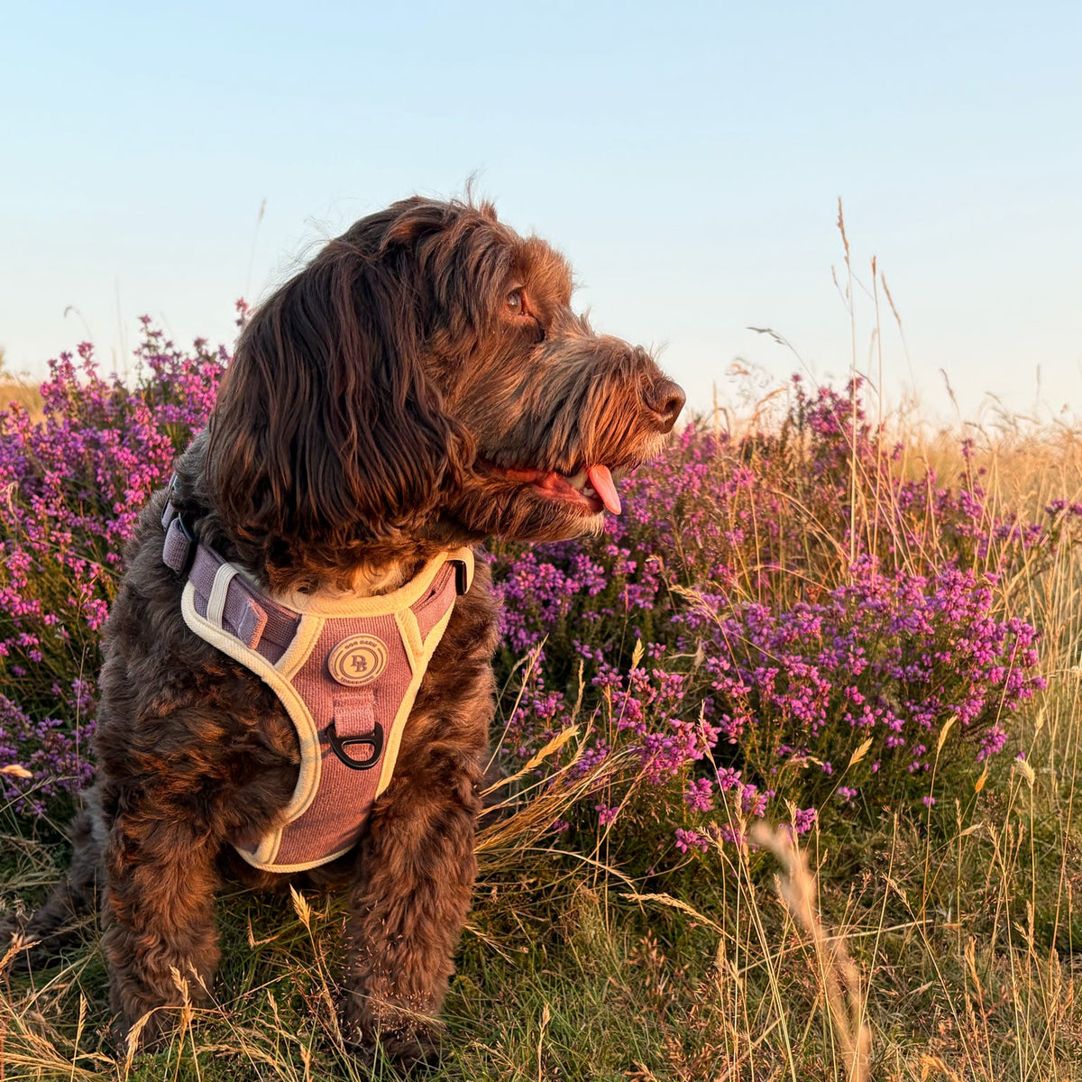 A brown curly-haired dog wearing a pink and beige harness, sitting in a grassy field with purple flowers under a clear sky.