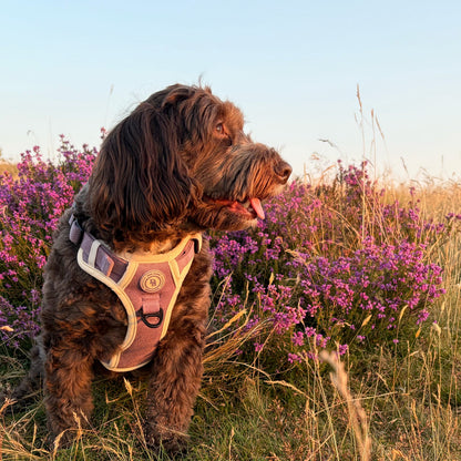 A brown curly-haired dog wearing a pink and beige harness, sitting in a grassy field with purple flowers under a clear sky.