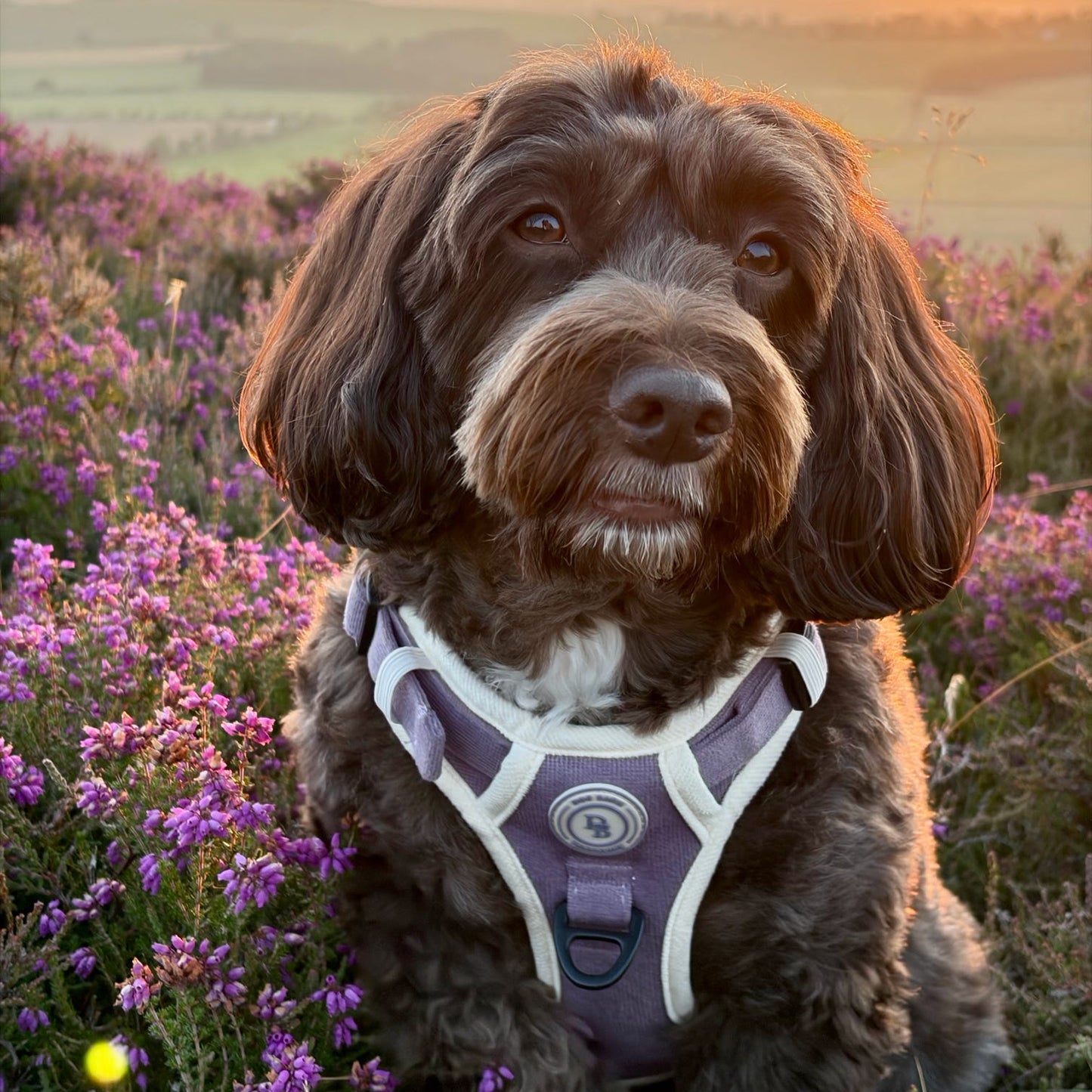Lavender Meadow Adventurer Harness (Corded Material)