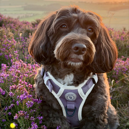 Lavender Meadow Adventurer Harness (Corded Material)