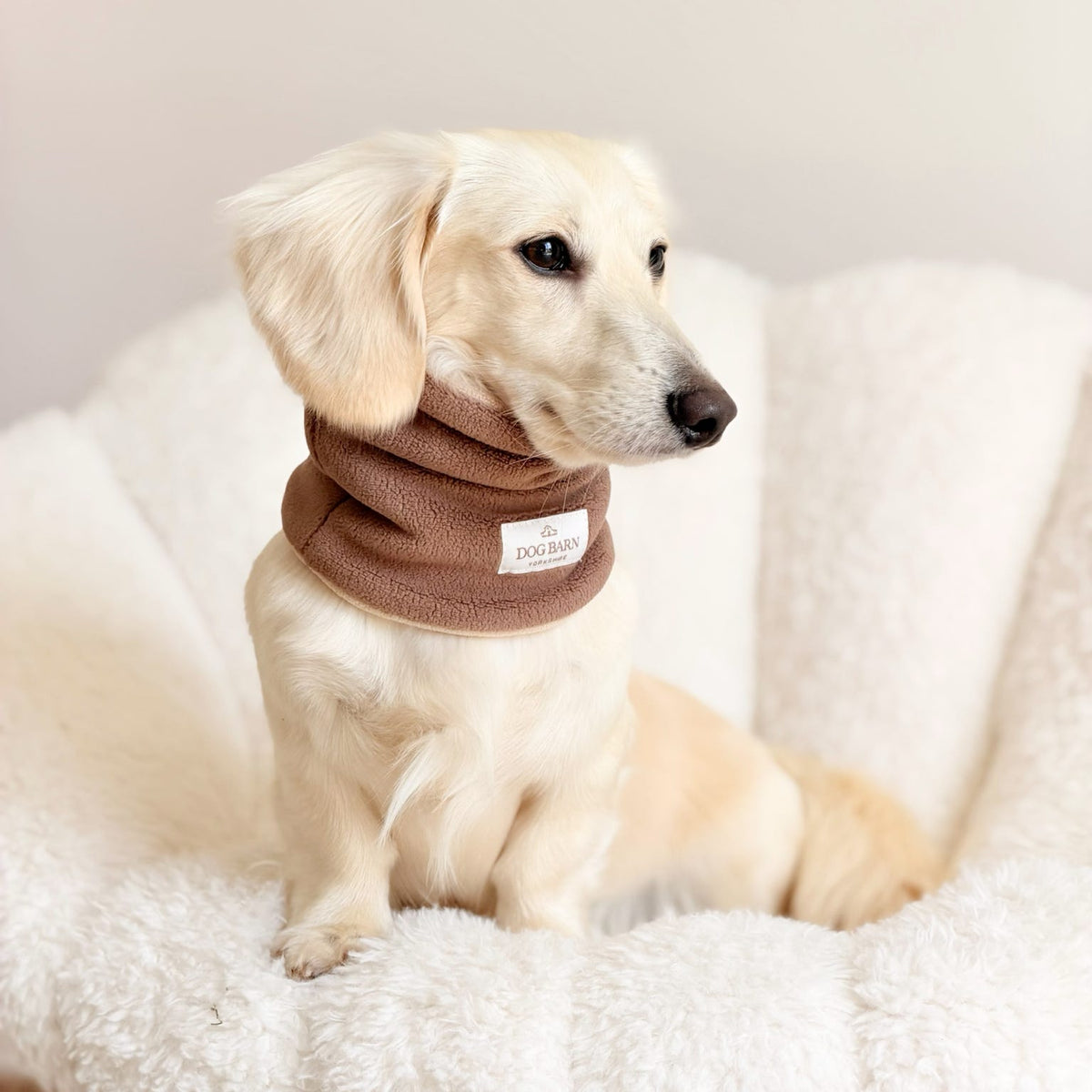 A cream-colored dog wearing a brown knit neck warmer sits on a fluffy white chair against a neutral beige background.