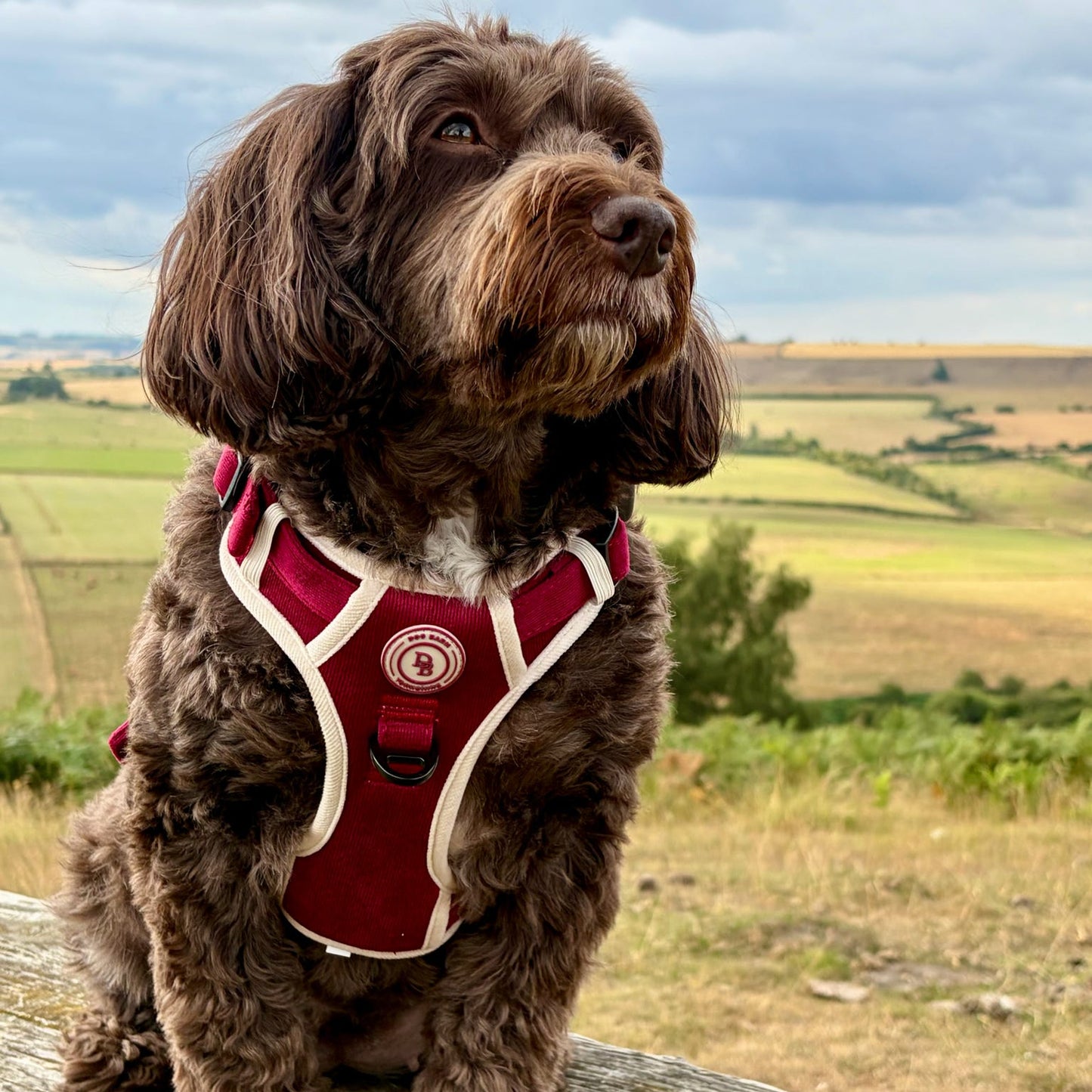 A brown curly-haired dog wearing a burgundy and cream dog harness, sitting on a wooden bench with a scenic countryside background under a cloudy sky.