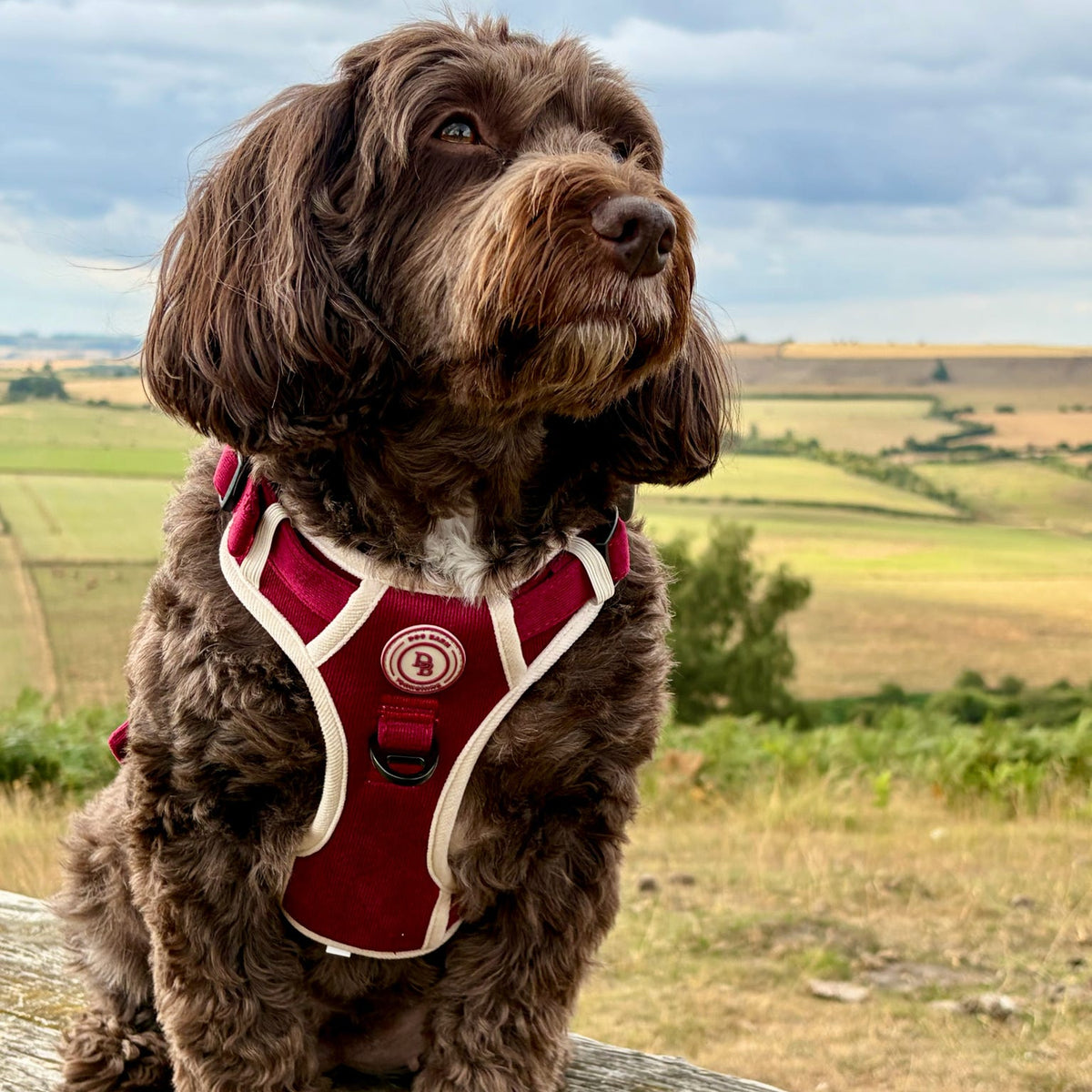 A brown curly-haired dog wearing a burgundy and cream dog harness, sitting on a wooden bench with a scenic countryside background under a cloudy sky.