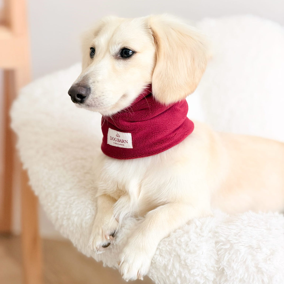 A cream-colored dog lying on a white fluffy chair, wearing a deep red pet neck warmer with a small white brand label that reads 'SUGAMAN'.
