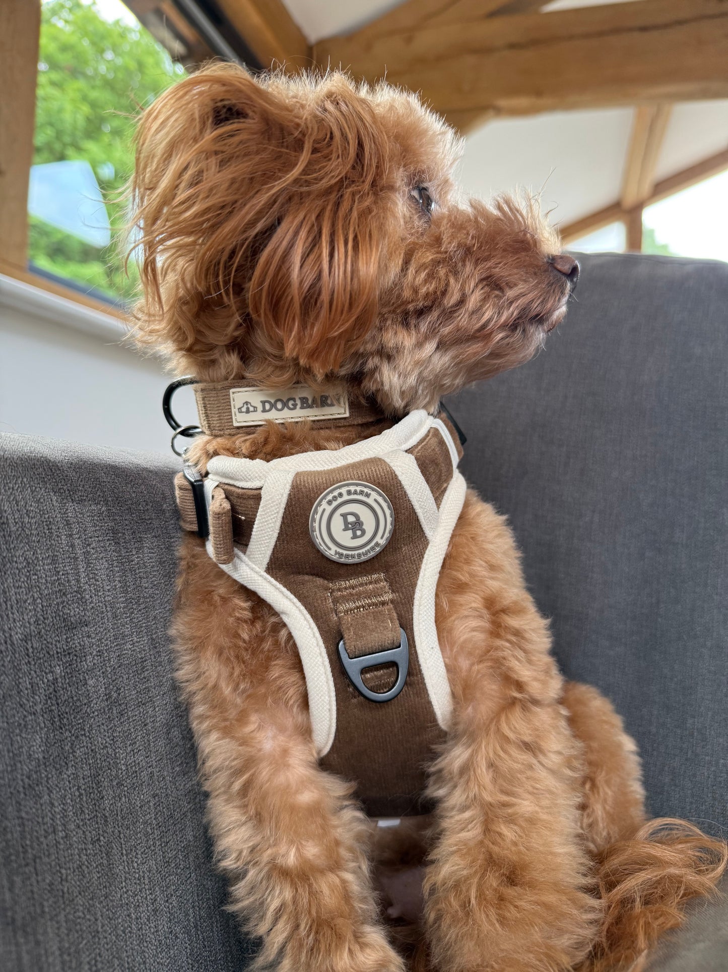 Chestnut Trail Adventurer Collar