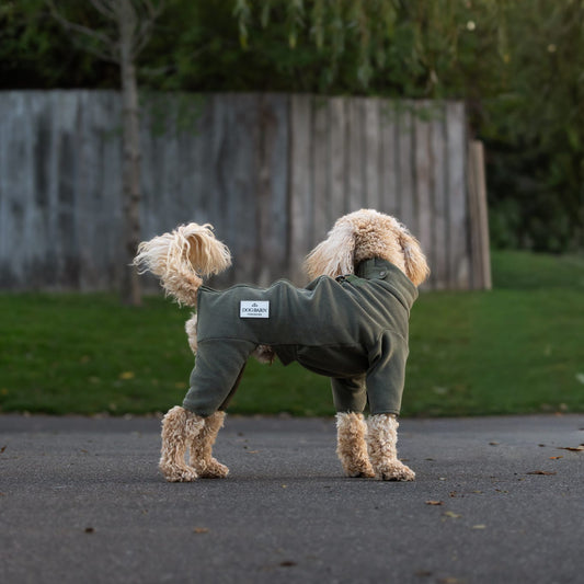 A small fluffy dog standing outdoors on a paved path wearing an olive green fitted pet sweater, with grass, a wooden fence, and trees in the background.