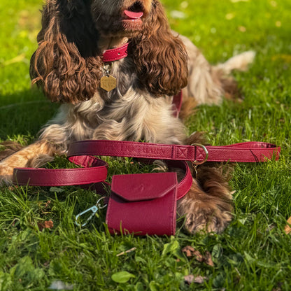 A brown and white spaniel dog lying on green grass outdoors, wearing a red leather collar with a gold tag, while a matching red leather dog bag, leash, and harness are placed in the foreground.