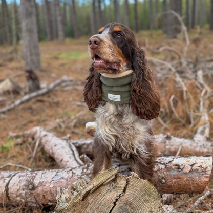 A brown and white spaniel dog wearing an olive green dog collar stands on a tree stump in a forest setting.