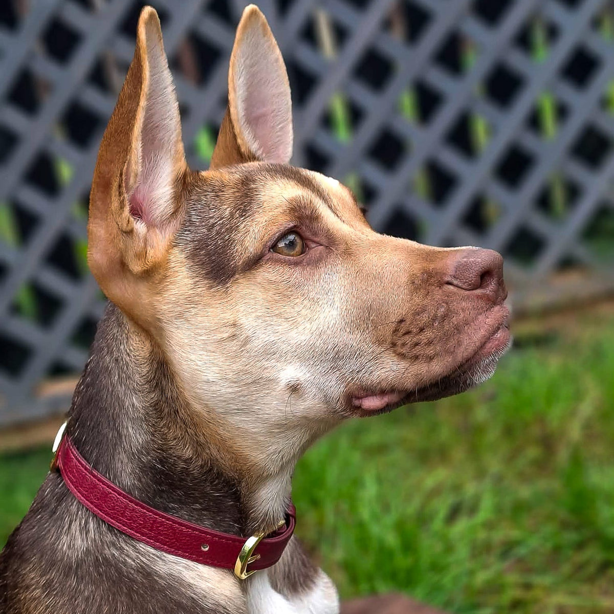 Berry Moors Heritage Leather Collar