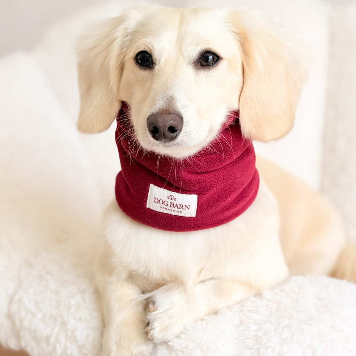 A cream-colored dog lying on a white fluffy blanket, wearing a deep red dog bandana with a white 'The Dog Barn' brand label.