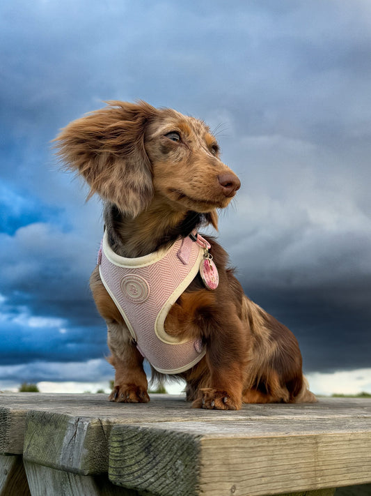 Dachshund Blush Petal Tweed Harness