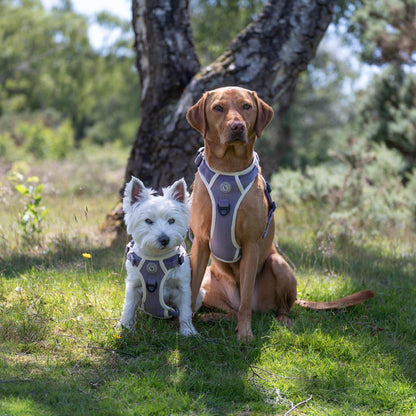 Lavender Meadow Adventurer Harness (Corded Material)