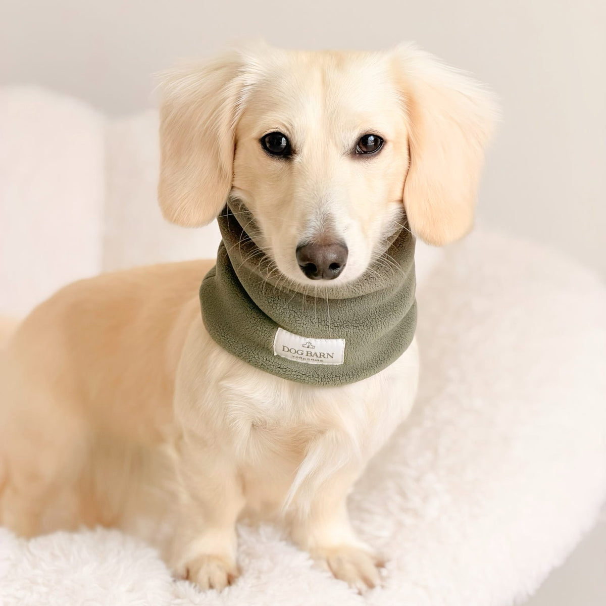 A cream-colored dachshund wearing an olive green dog neck warmer band, sitting on a white fluffy rug.