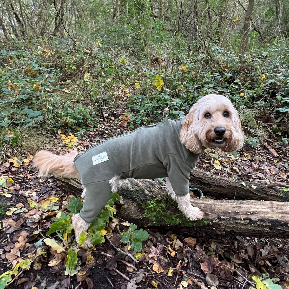 A small cream-colored dog standing on a fallen log in a wooded outdoor setting, wearing a fitted long-sleeve dog sweater in an olive green color.